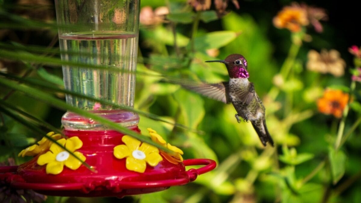 How Long Until Hummingbirds Find Your Feeder? 6 Factors 9 How Long Until Hummingbirds Find Your Feeder? 6 Factors - hummingbird feeder in flowers ss2438932219