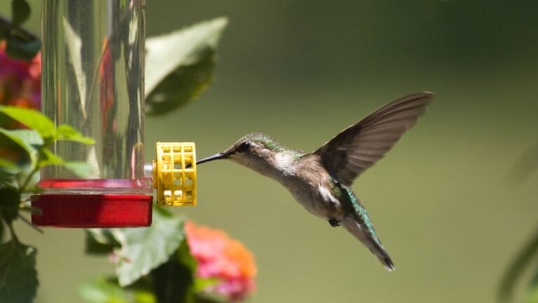 10 Ways to Keep Ants Away From Your Hummingbird Feeders 8 10 Ways to Keep Ants Away From Your Hummingbird Feeders - hummingbird feeder ss131826041