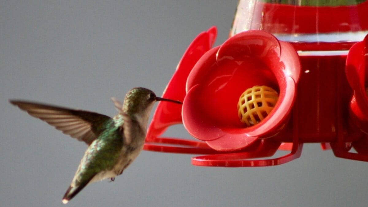 10 Effective Ways to Keep Grackles Away from Your Bird Feeders 7 10 Effective Ways to Keep Grackles Away from Your Bird Feeders - hummingbird feeder ss2256988517