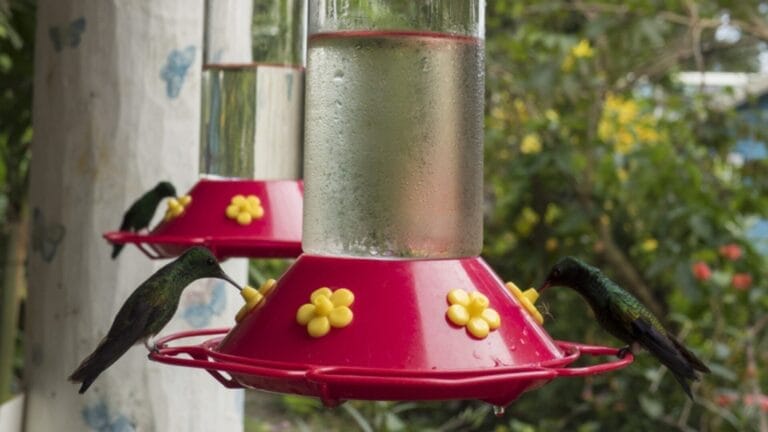 How Long Until Hummingbirds Find Your Feeder? 6 Factors - hummingbird feeder ss664441813