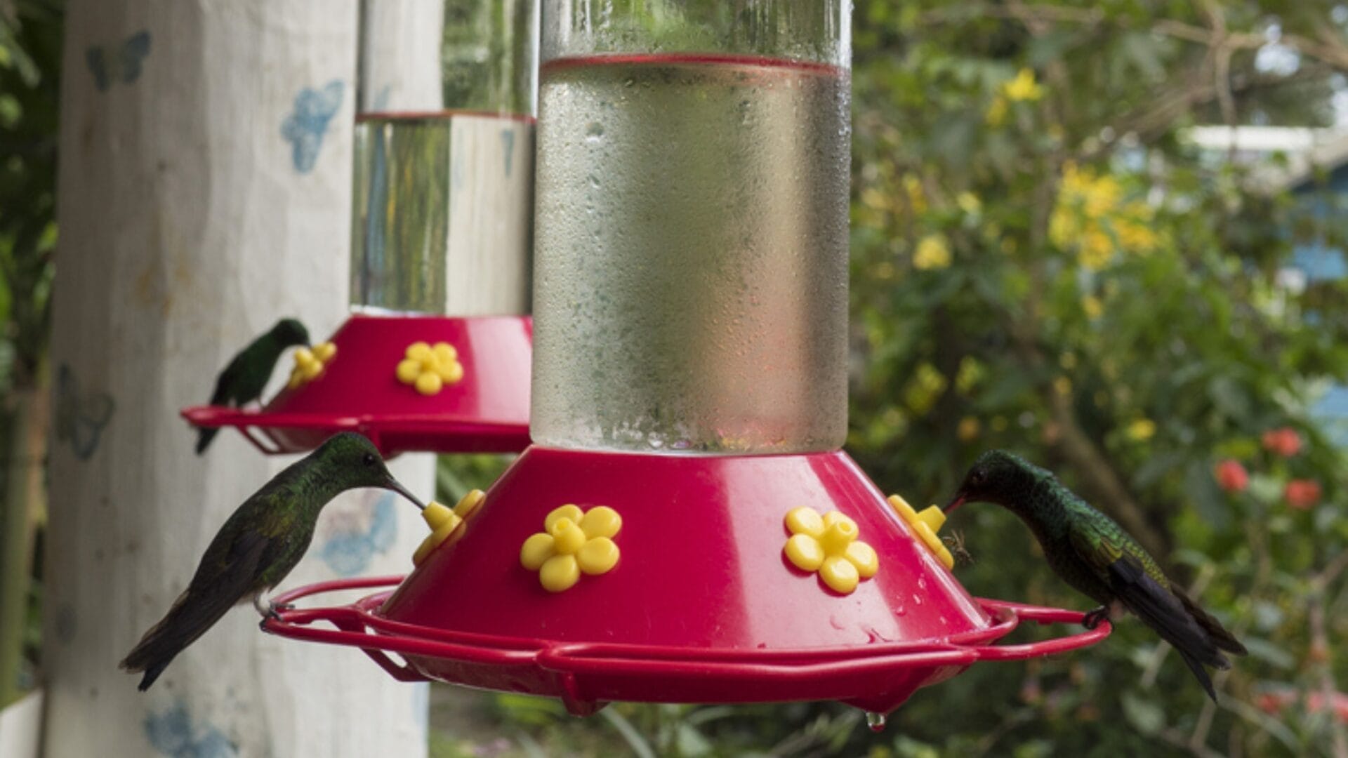 Hummingbirds Aren’t Just After Nectar—Here’s What They Need 5 Hummingbirds Aren’t Just After Nectar—Here’s What They Need - hummingbird feeder ss664441813
