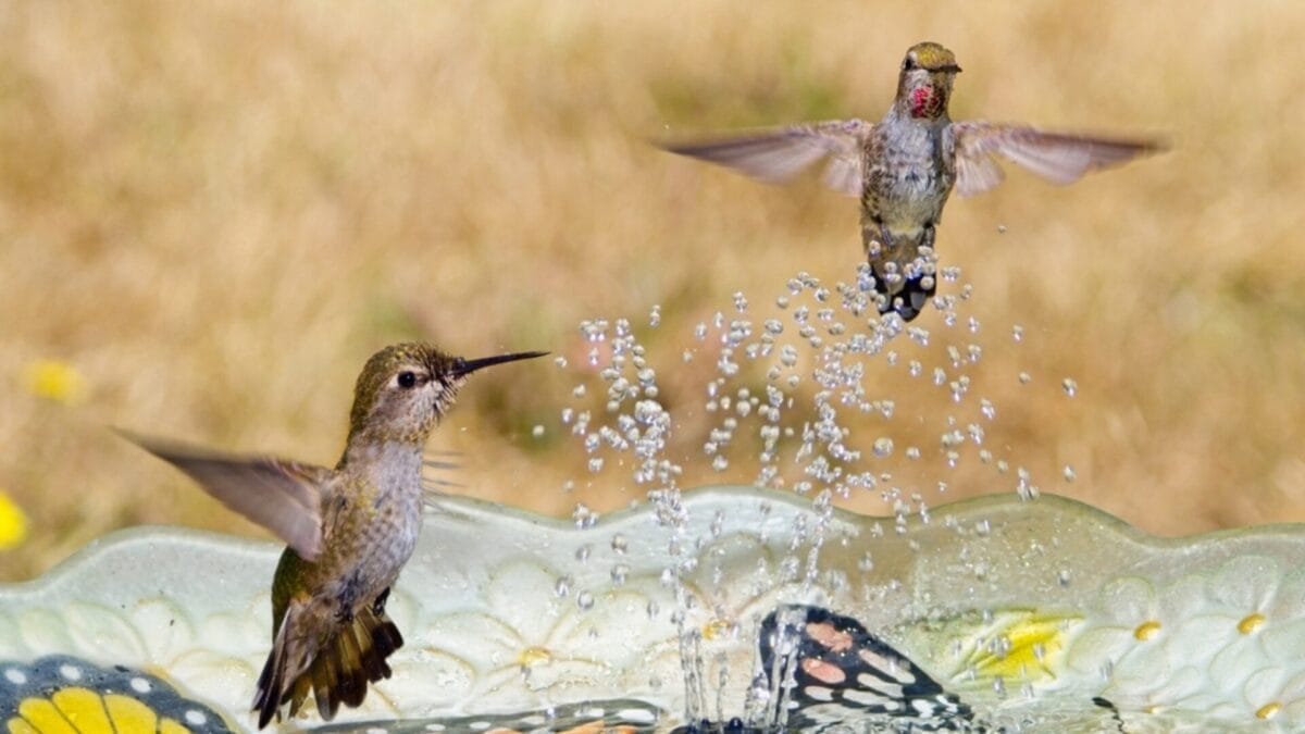 Attract Birds by Transforming Your Yard Into a Mini Nature Reserve 5 Attract Birds by Transforming Your Yard Into a Mini Nature Reserve - hummingbird fountain ss2336489469