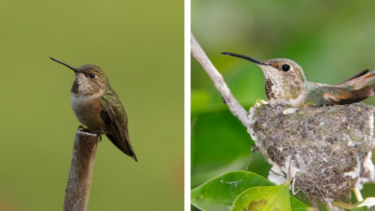 Rufous vs. Allen Hummingbird: 7 Key Differences to Help You Tell Them Apart 2 Rufous vs. Allen Hummingbird: 7 Key Differences to Help You Tell Them Apart - hummingbird geographic range ss681316042 1453462703 1