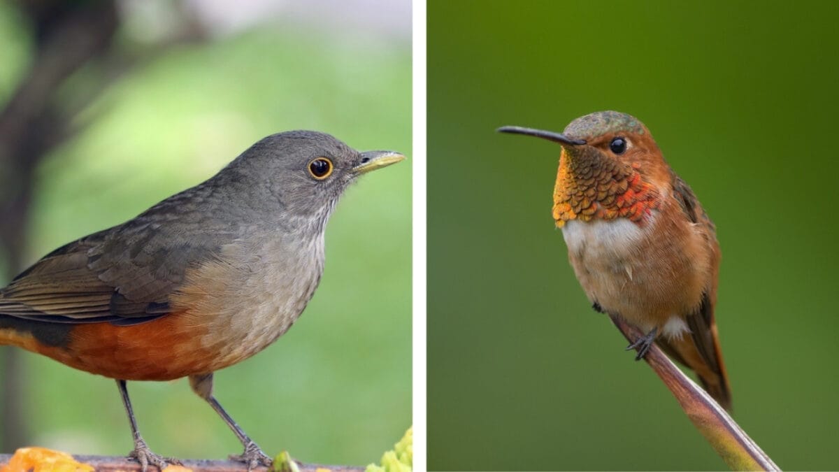 Rufous vs. Allen Hummingbird: 7 Key Differences to Help You Tell Them Apart 5 Rufous vs. Allen Hummingbird: 7 Key Differences to Help You Tell Them Apart - hummingbird gorget color ss1778422181 397240405