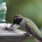 Homemade Hummingbird Nectar Recipe (The Simple 4:1 Ratio That Actually Works) 3 Homemade Hummingbird Nectar Recipe (The Simple 4:1 Ratio That Actually Works) - hummingbird guide ss1816362770