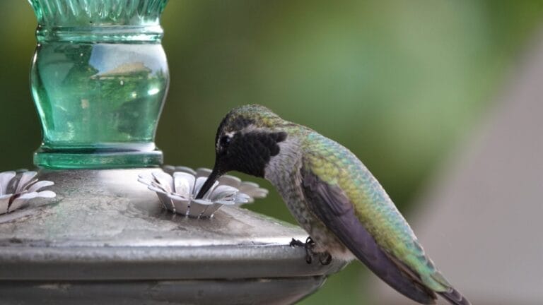 6-Steps for Perfectly Timing When to Put Out Hummingbird Feeders 2 6-Steps for Perfectly Timing When to Put Out Hummingbird Feeders - hummingbird guide ss1816362770