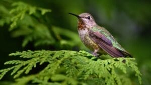Hummingbirds After Dark: 6 Places Where These Tiny Birds Sleep 1 Hummingbirds After Dark: 6 Places Where These Tiny Birds Sleep - hummingbird in dark ss1135810574