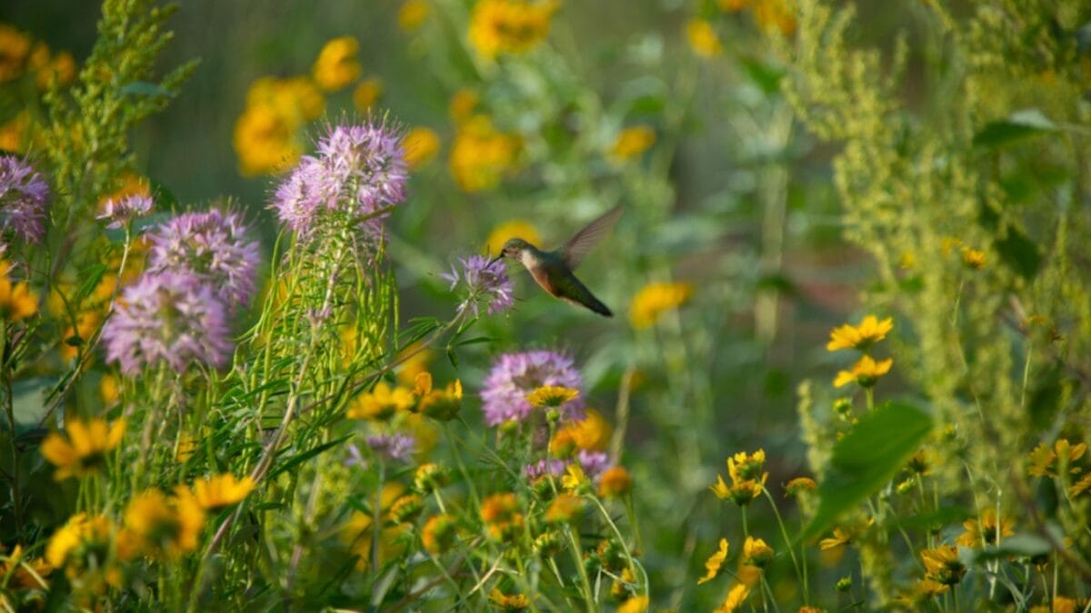 Hummingbird Trees Made Easy: Grow Unique Beauties with These Expert Tips 2 Hummingbird Trees Made Easy: Grow Unique Beauties with These Expert Tips - hummingbird in garden ss1800855502