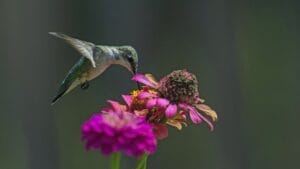 14 Native Plants: Transform Your Garden into a Hummingbird Haven 1 14 Native Plants: Transform Your Garden into a Hummingbird Haven - hummingbird in garden ss704673382