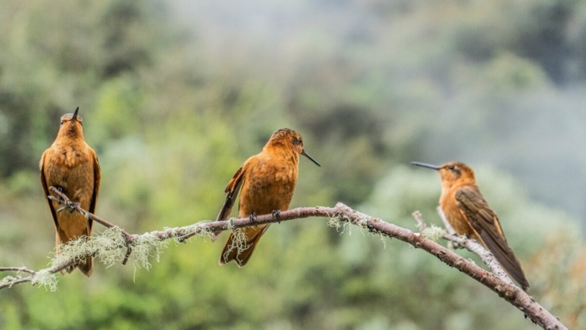 Hummingbirds’ Winter Destinations: What They Do to Escape the Cold - hummingbird in tree ss2414082359
