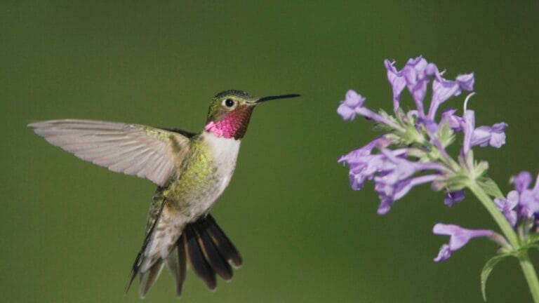 Hummingbirds Love This Drought-Tolerant Lavender-Blue Perennial - hummingbird near catmint ss764538907