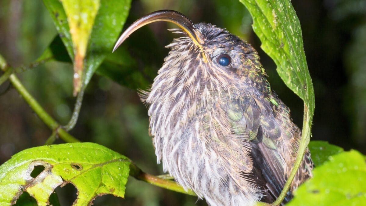 Hummingbirds After Dark: 6 Places Where These Tiny Birds Sleep 7 Hummingbirds After Dark: 6 Places Where These Tiny Birds Sleep - hummingbird night rainforest ss1073129915