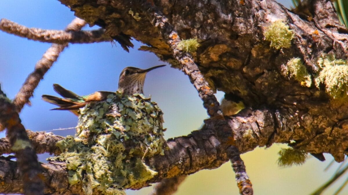 7 Tips to Make Your Yard a Prime Spot for Hummingbird Nesting 4 7 Tips to Make Your Yard a Prime Spot for Hummingbird Nesting - hummingbird on nest ss1158925930