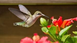 9 Favorite Perennials That Attract Hummingbirds Year After Year 1 9 Favorite Perennials That Attract Hummingbirds Year After Year - hummingbird perennial flower ss61054864