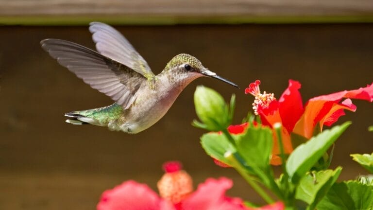 9 Favorite Perennials That Attract Hummingbirds Year After Year 5 9 Favorite Perennials That Attract Hummingbirds Year After Year - hummingbird perennial flower ss61054864