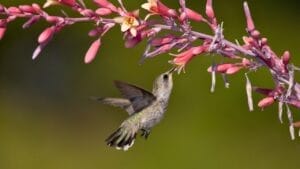 Tiny Birds, Big Impact: 7 Succulents That Attract Hummingbirds 1 Tiny Birds, Big Impact: 7 Succulents That Attract Hummingbirds - hummingbird red yucca ss366423062