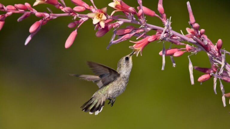 Tiny Birds, Big Impact: 7 Succulents That Attract Hummingbirds 3 Tiny Birds, Big Impact: 7 Succulents That Attract Hummingbirds - hummingbird red yucca ss366423062