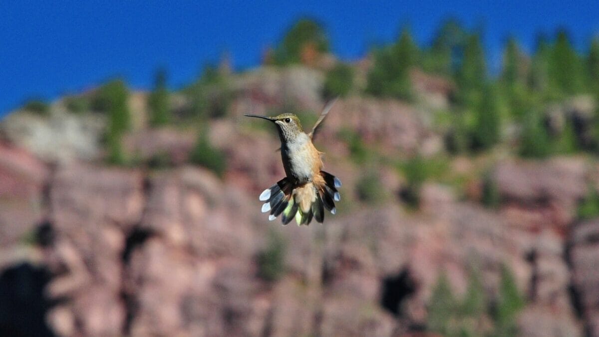 Hummingbirds After Dark: 6 Places Where These Tiny Birds Sleep 4 Hummingbirds After Dark: 6 Places Where These Tiny Birds Sleep - hummingbird rocky mountain ss141553615