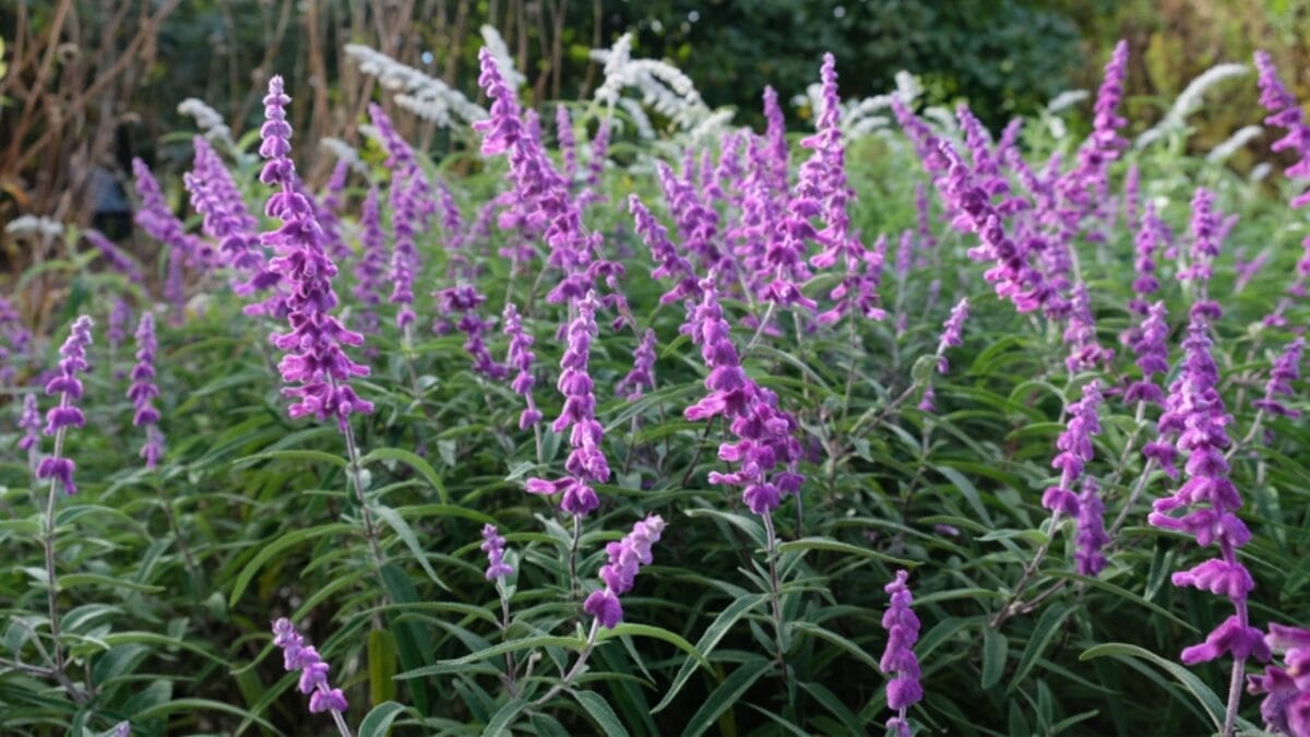 12 Native Flowers That Attract Hummingbirds Like a Magnet 9 12 Native Flowers That Attract Hummingbirds Like a Magnet - hummingbird sage ss1375958219