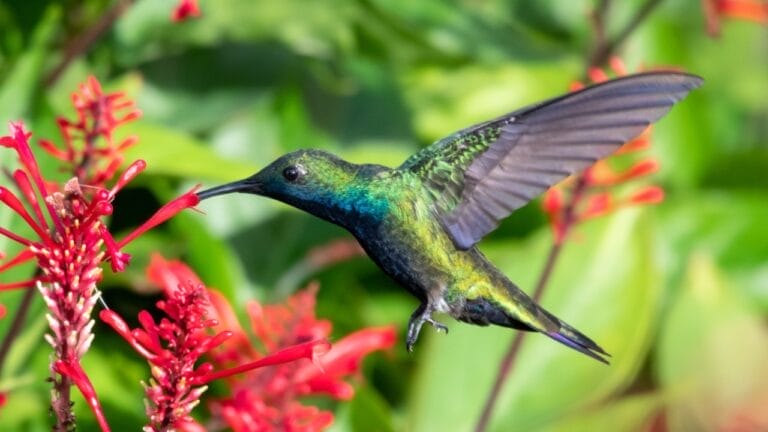 Hummingbirds Can Smell: 5 Surprising Insights from a New Study 6 Hummingbirds Can Smell: 5 Surprising Insights from a New Study - hummingbird smell ss1684576864