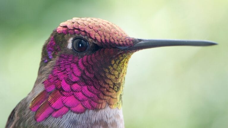 10 U.S. Hummingbirds & Where to Spot Them 8 10 U.S. Hummingbirds & Where to Spot Them - hummingbird ss1033902553