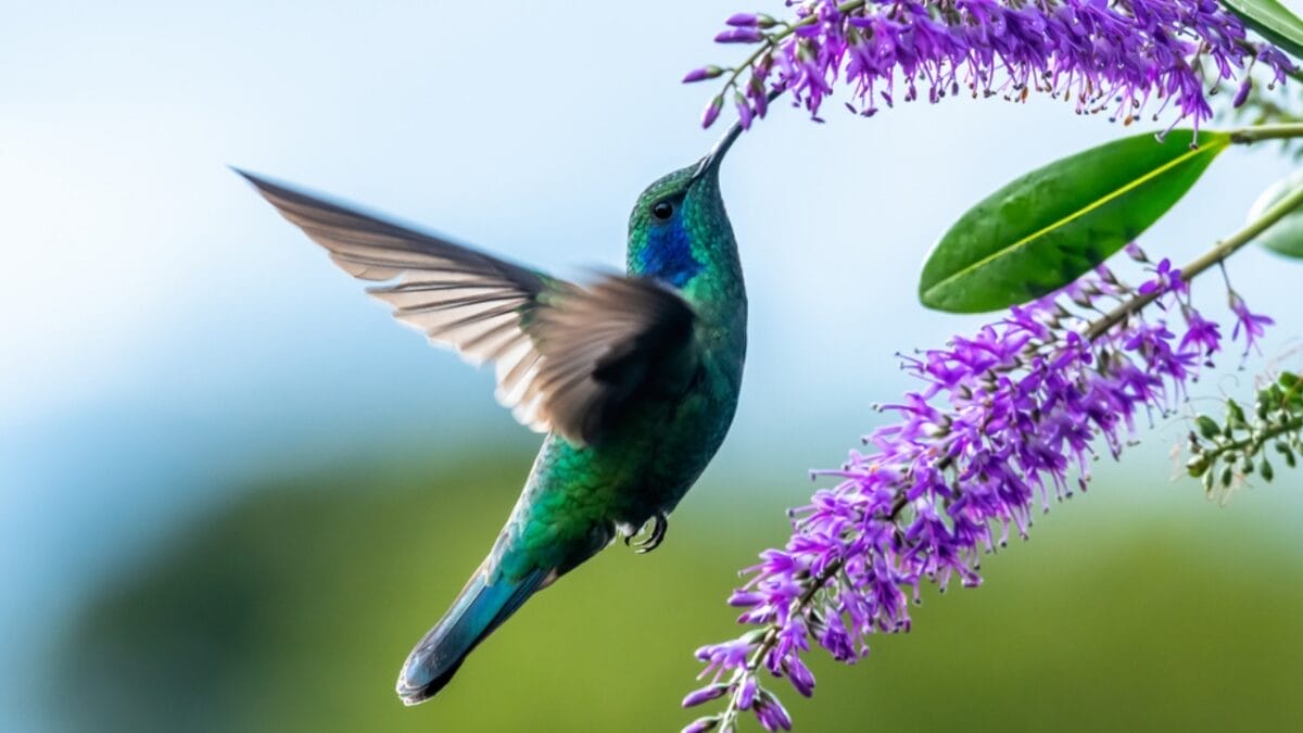 Irresistible Blooms: 12 Hanging Plants Hummingbirds Can't Resist 14 Irresistible Blooms: 12 Hanging Plants Hummingbirds Can't Resist - hummingbird ss1804950562