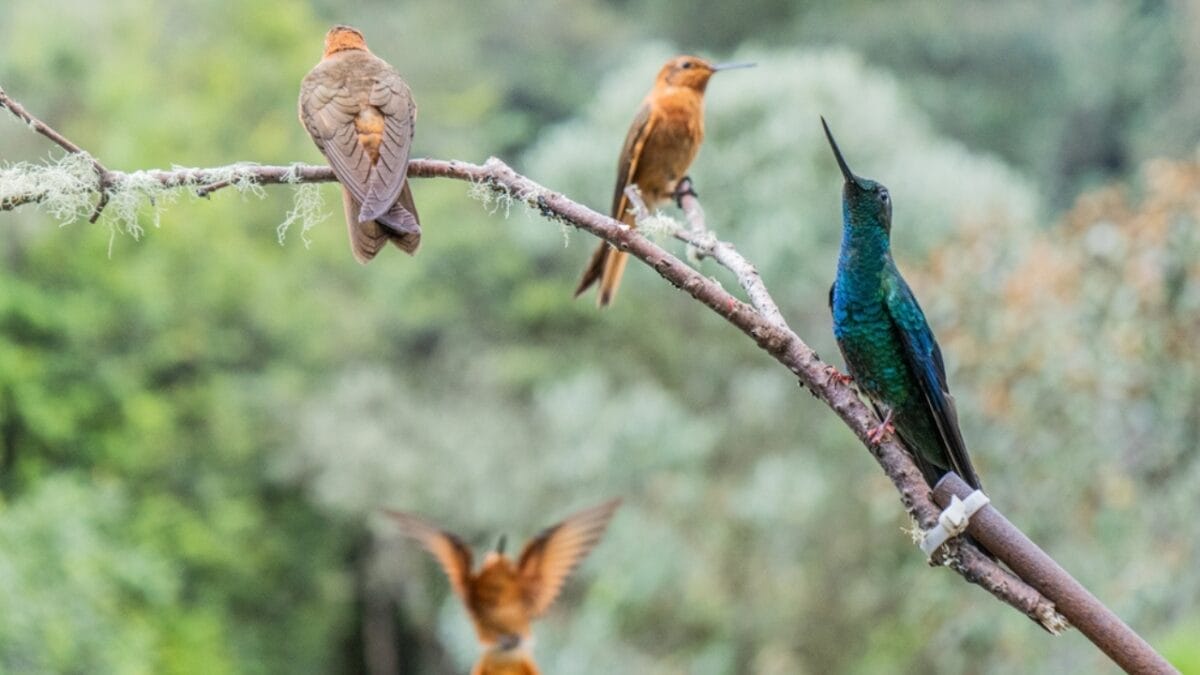7 Tips to Make Your Yard a Prime Spot for Hummingbird Nesting 8 7 Tips to Make Your Yard a Prime Spot for Hummingbird Nesting - hummingbird ss2414081975