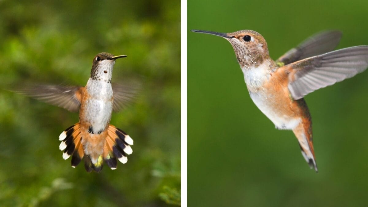 Rufous vs. Allen Hummingbird: 7 Key Differences to Help You Tell Them Apart 3 Rufous vs. Allen Hummingbird: 7 Key Differences to Help You Tell Them Apart - hummingbird tail feather ss1822320311 146159702