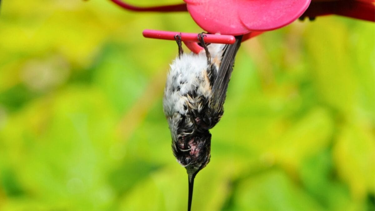 Hummingbirds After Dark: 6 Places Where These Tiny Birds Sleep 6 Hummingbirds After Dark: 6 Places Where These Tiny Birds Sleep - hummingbird torpor ss151703615