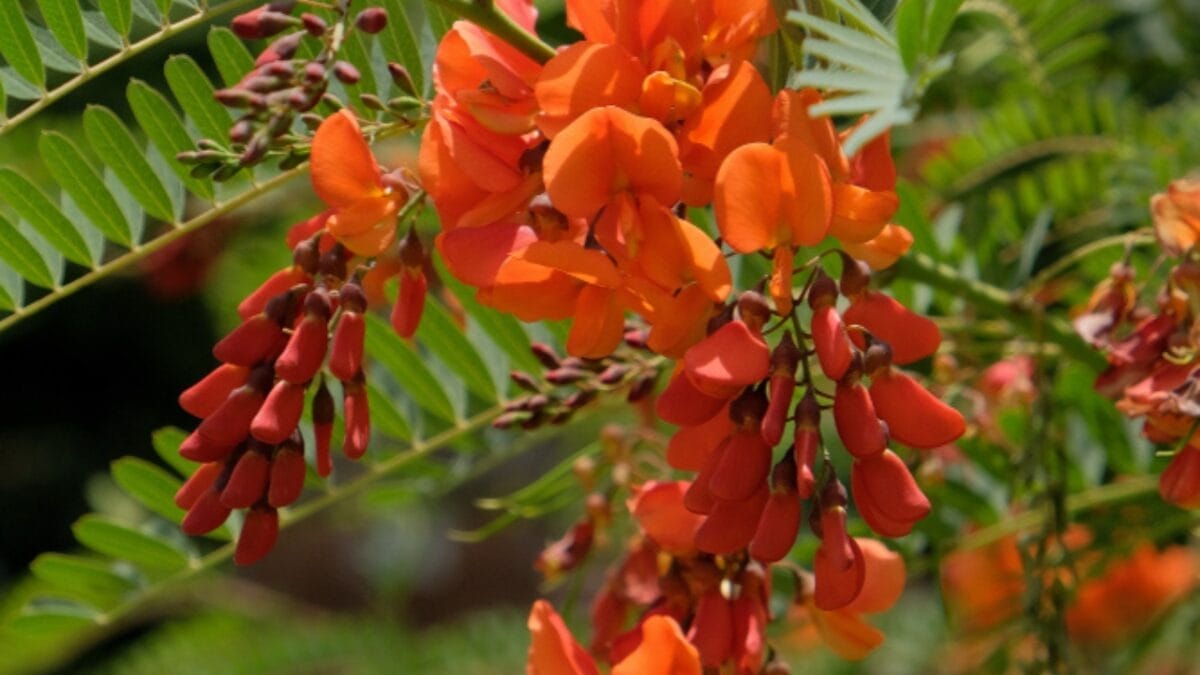 15 Bizarre Plants That Look Like They Belong in a Zoo 7 15 Bizarre Plants That Look Like They Belong in a Zoo - hummingbird vine ss1448340224