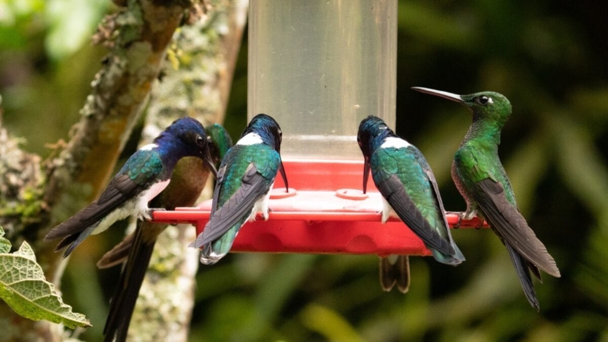 10 Ways to Attract Bluebirds to Your Yard - hummingbird with feeder ss2143003541