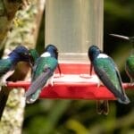 Homemade Hummingbird Nectar Recipe (The Simple 4:1 Ratio That Actually Works) 5 Homemade Hummingbird Nectar Recipe (The Simple 4:1 Ratio That Actually Works) - hummingbird with feeder ss2143003541