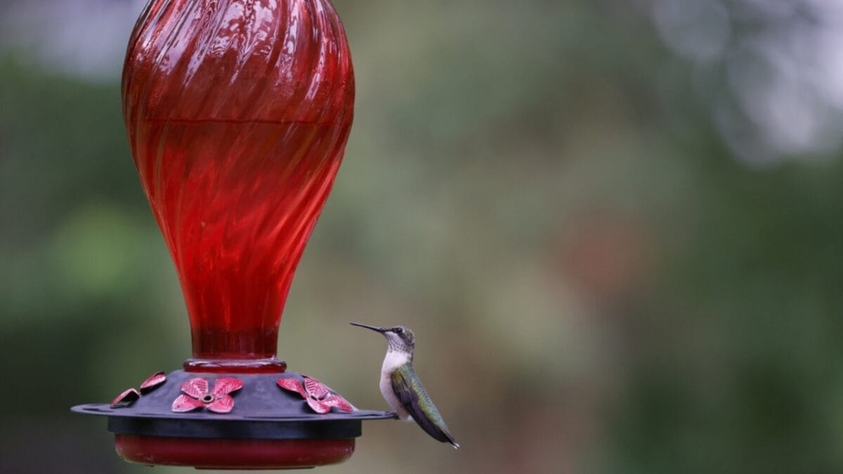 How Long Until Hummingbirds Find Your Feeder? 6 Factors - hummingbird with feeder ss2348929949
