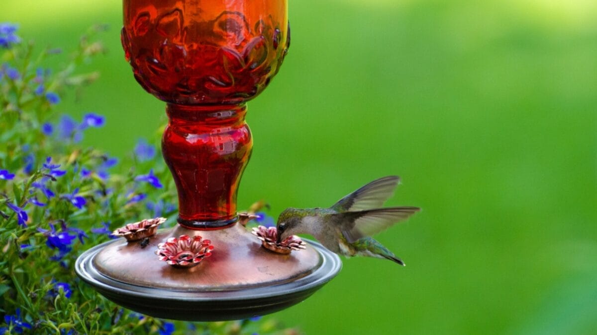 10 Effective Ways to Keep Grackles Away from Your Bird Feeders 6 10 Effective Ways to Keep Grackles Away from Your Bird Feeders - hummingbird with feeder ss696682087