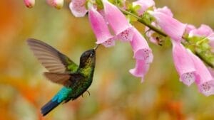 23 Flowering Plants & Herbs That Offer Food for Birds 1 23 Flowering Plants & Herbs That Offer Food for Birds - hummingbird with flower ss1434277820