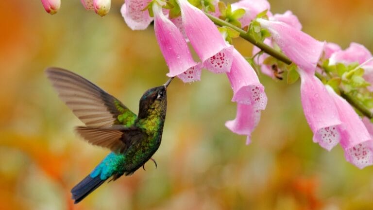 12 Native Flowers That Attract Hummingbirds Like a Magnet 6 12 Native Flowers That Attract Hummingbirds Like a Magnet - hummingbird with flower ss1434277820