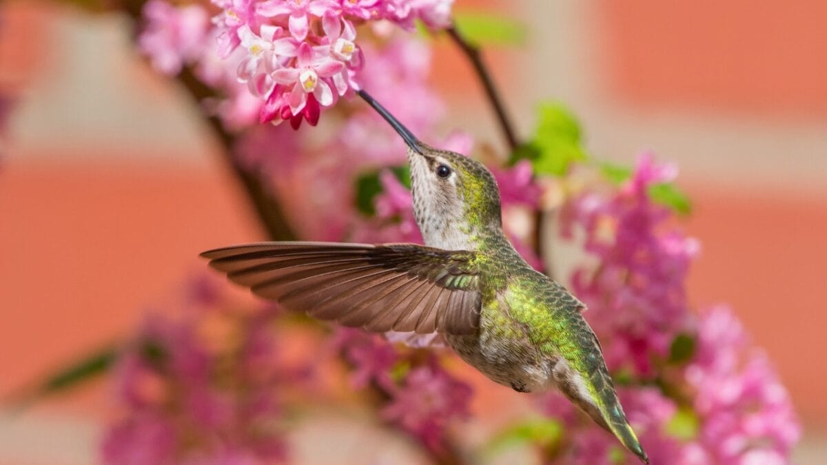 15 Animals Known for Their Gentle & Friendly Nature - hummingbirds plants ss1061790434