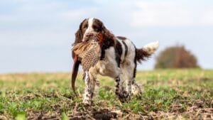 15 Best Bird Dog Breeds for the Avid Hunter 1 15 Best Bird Dog Breeds for the Avid Hunter - hunting dog English Springer Spaniel ss2095002553