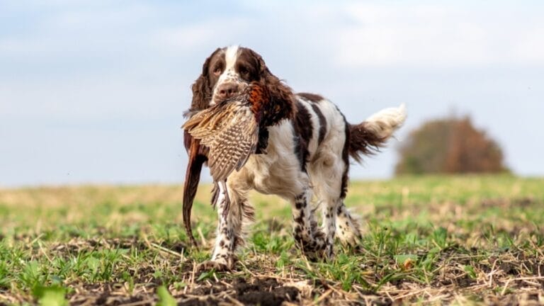 15 Best Bird Dog Breeds for the Avid Hunter 5 15 Best Bird Dog Breeds for the Avid Hunter - hunting dog English Springer Spaniel ss2095002553