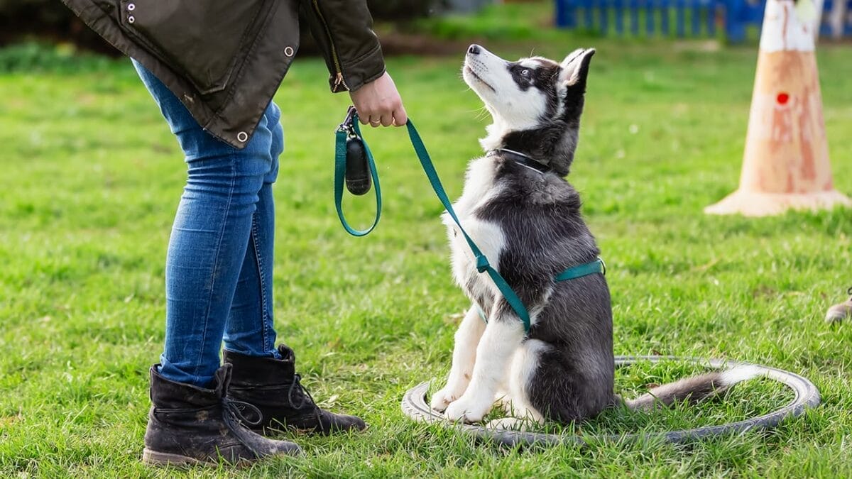 Combat Dog Boredom: 18 Ideas to Stimulate Your Pup's Mind 7 Combat Dog Boredom: 18 Ideas to Stimulate Your Pup's Mind - husky puppy dog training ss1472163938
