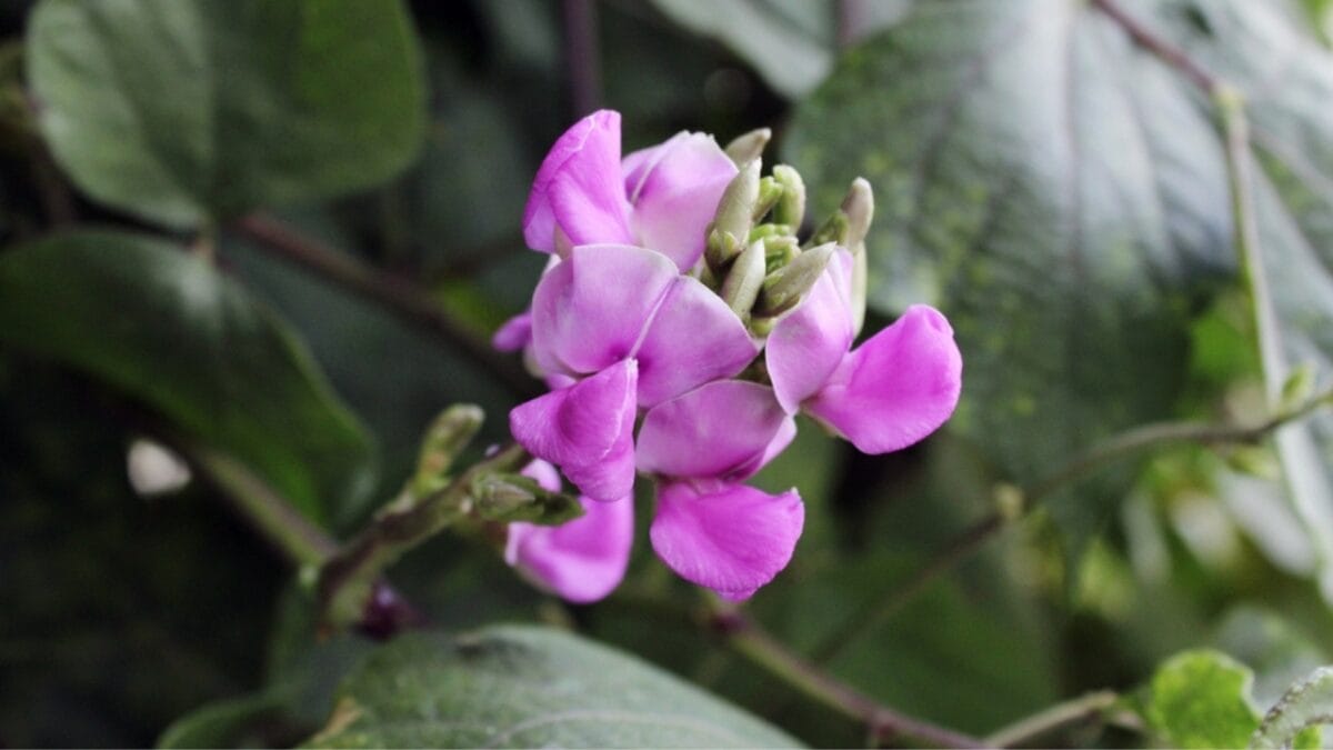 15 Fragrant Blooms That Will Transform Your Garden’s Scent 10 15 Fragrant Blooms That Will Transform Your Garden’s Scent - hyacinth ss2439755347