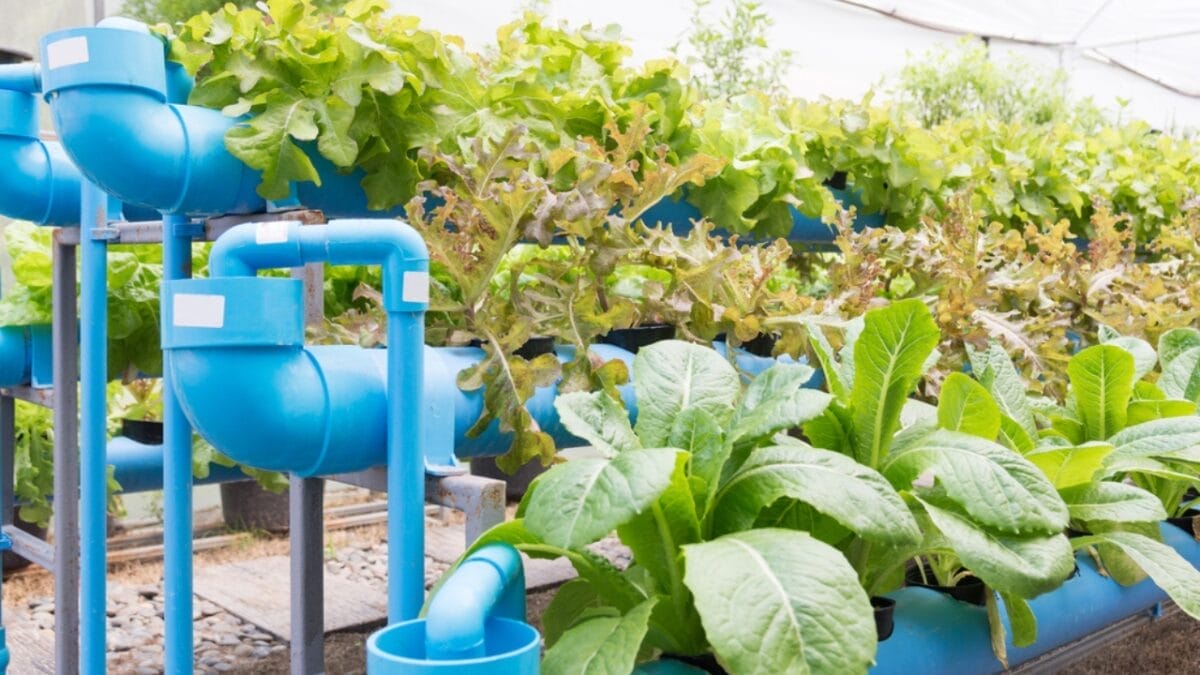 7 Gardening Hacks with Hydrogen Peroxide Every Gardener Should Know 6 7 Gardening Hacks with Hydrogen Peroxide Every Gardener Should Know - hydroponic garden dp183811642