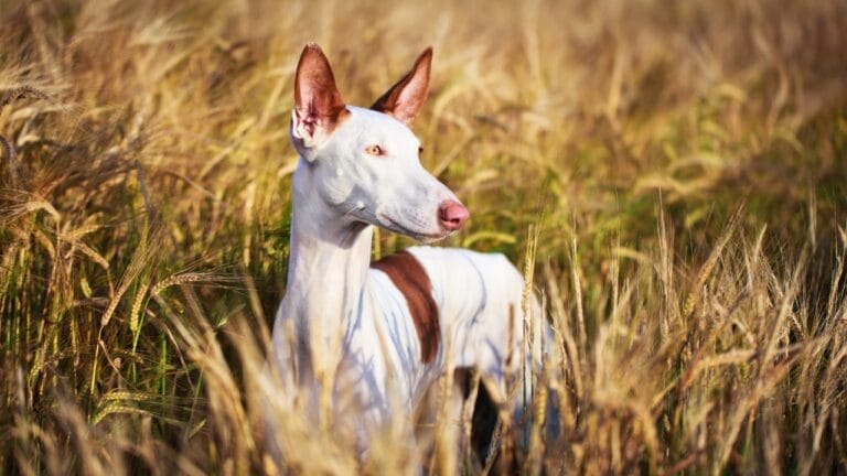 10 Reasons the Ibizan Hound is the Coolest Dog You've Never Heard Of - ibizan hound ss219614206