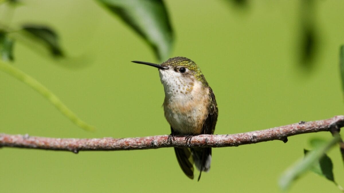 4 Steps to Create A Hummingbird Hotspot on Your Balcony 3 4 Steps to Create A Hummingbird Hotspot on Your Balcony - idaho broad tailed hummingbird ss464068757