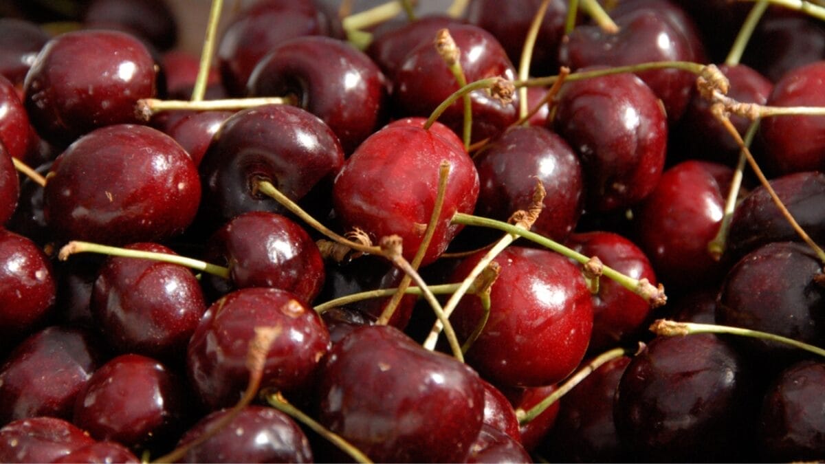 The Top 10 Cherry-Producing States in the U.S. 10 The Top 10 Cherry-Producing States in the U.S. - idaho cherry ss46085869