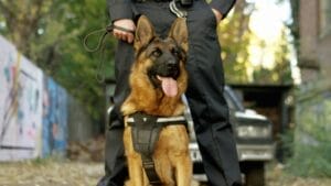 10 Police Dog Breeds: The Canine Force's Finest 1 10 Police Dog Breeds: The Canine Force's Finest - ideal watchdog ss1718686057