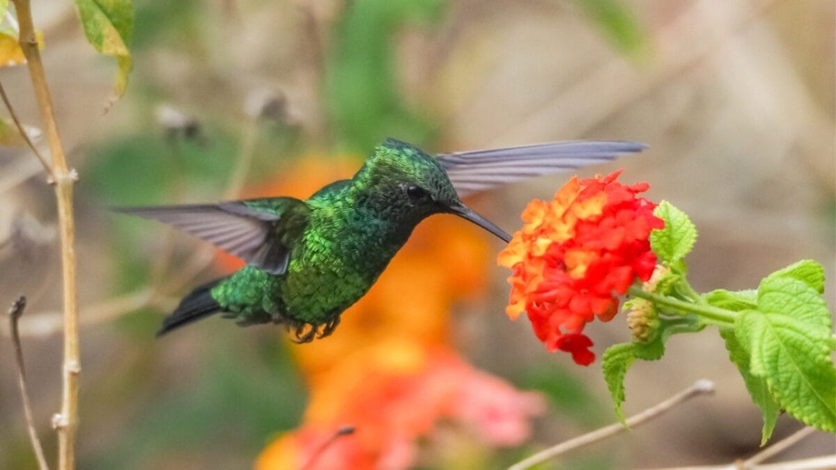 12 Proven Tips to Attract Hummingbirds to Your Garden 7 12 Proven Tips to Attract Hummingbirds to Your Garden - implications ss1166341045