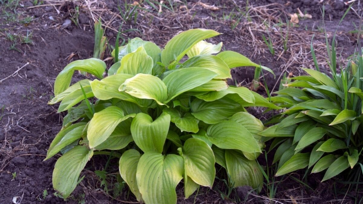 7 Common Mistakes to Avoid When Growing Hostas 5 7 Common Mistakes to Avoid When Growing Hostas - incosistent watering hostas dp389153054
