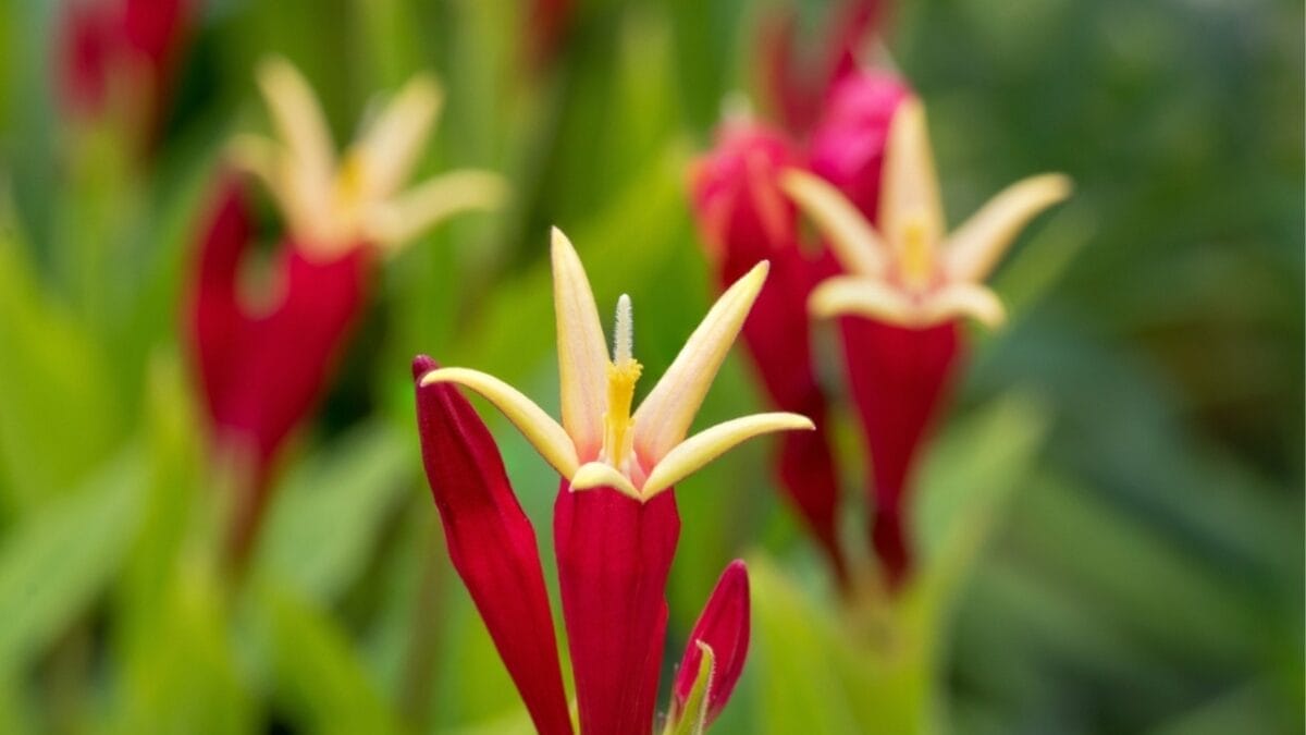 14 Native Plants: Transform Your Garden into a Hummingbird Haven 9 14 Native Plants: Transform Your Garden into a Hummingbird Haven - indian pink ss2323130429