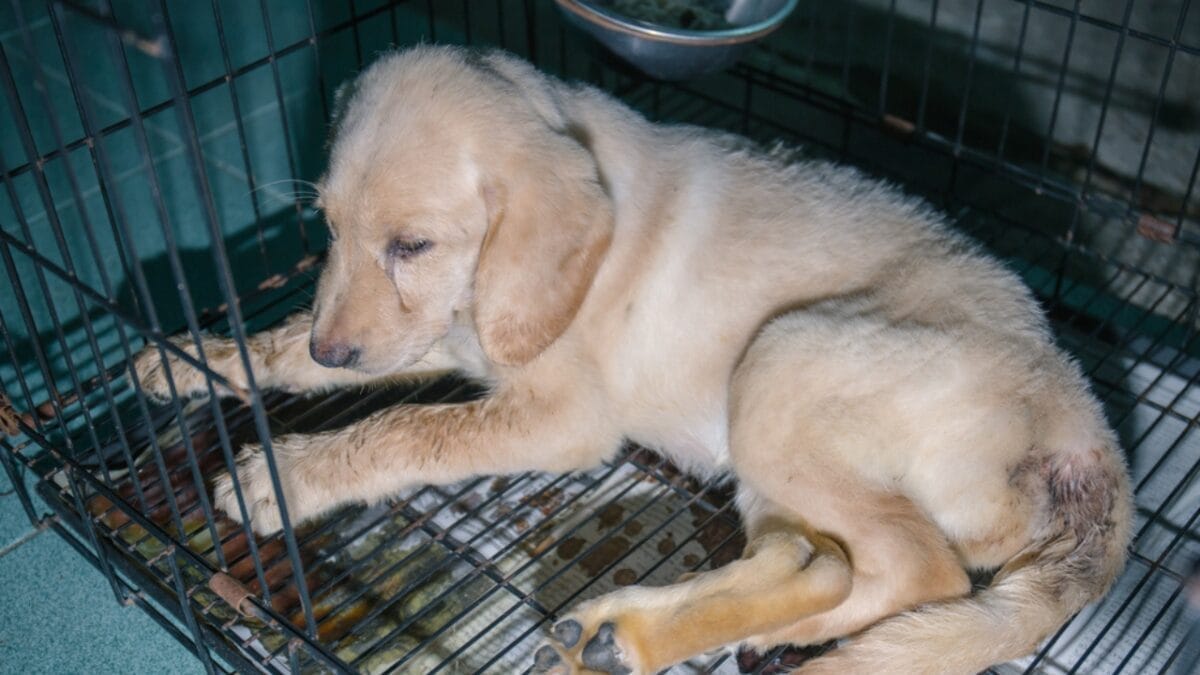 High White Blood Cell Counts in Dogs: 6 Probable Causes 3 High White Blood Cell Counts in Dogs: 6 Probable Causes - inflammatory condition dog ss576445726